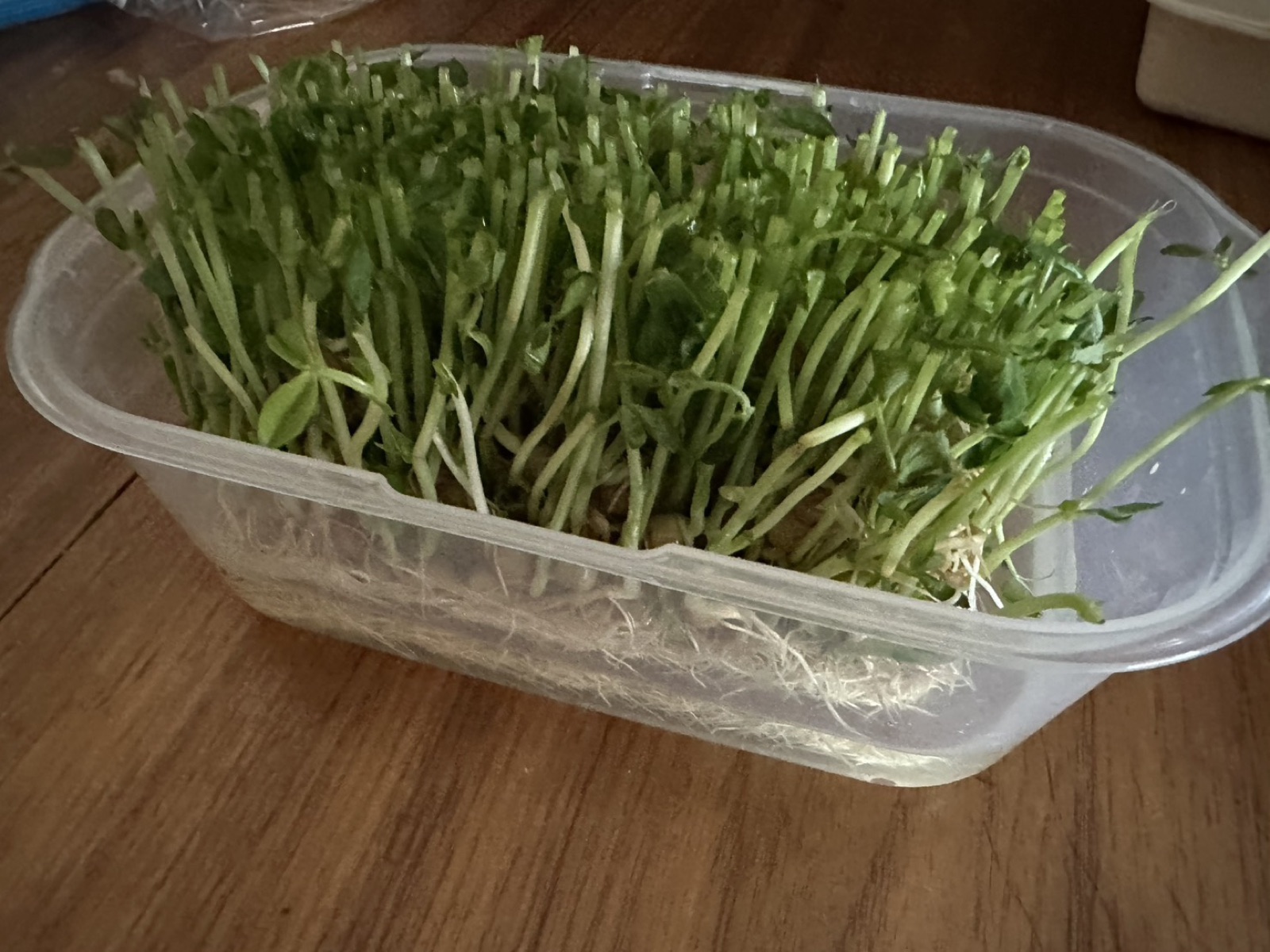 豆苗(再生栽培)の写真