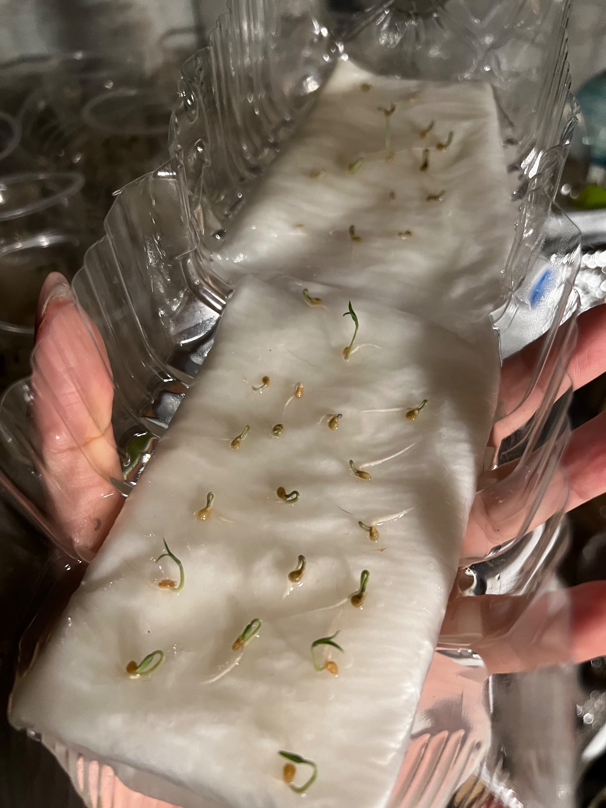 ミニトマトの写真